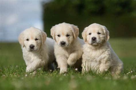 Three golden retriever puppies walking on grass lawn | Versatile Vinegar