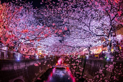 Japan's Best Cherry Blossom Festivals for 2021 (with Map and Images ...