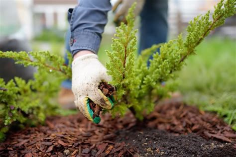 The 10 Best Mulch Alternatives for a Gorgeous Yard or Garden