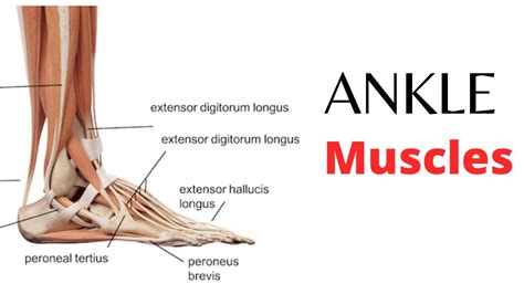 Ankle Muscles | Origin | Insertion | Actions | Nerve Supply in Details ...