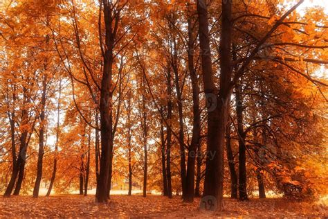 Trees in Autumn city park 11479780 Stock Photo at Vecteezy