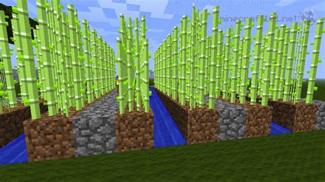 How To Plant Sugarcane In Minecraft - But, the block next to it has to ...