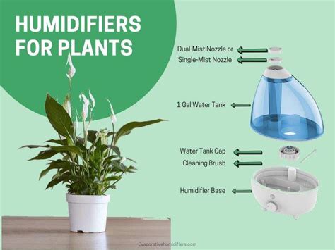 5 Best Humidifiers For Plants and Indoor Garden (Buying Guide)