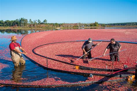 Tales From the Bog: Inside a New England Cranberry Harvest | Oyster.com