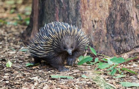 The Wildlife of Fraser Island (K'gari) - Fraser Island Realty