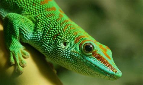 Madagascar Giant Day Gecko - Los Angeles Zoo and Botanical Gardens