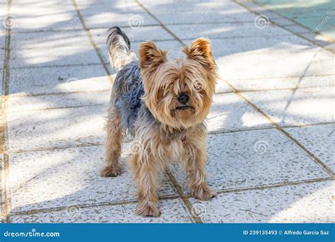 A Yorkshire Terrier Often Shortened As Yorkie. this is One of the ...