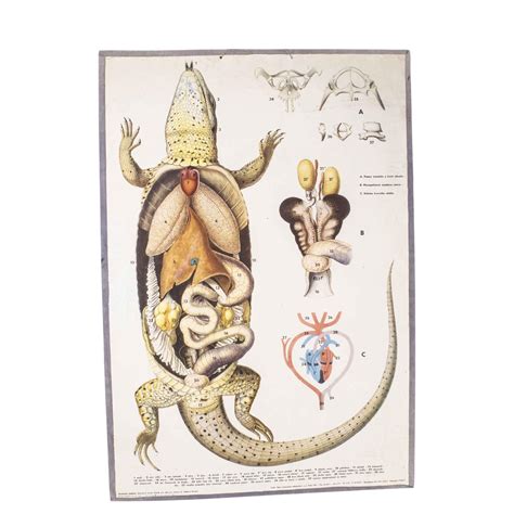 1950's Lizard Anatomy Educational Poster For Sale at 1stDibs | anatomy ...