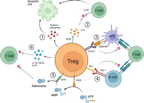 Frontiers | Foxp3+ regulatory T cell therapy for tolerance in ...