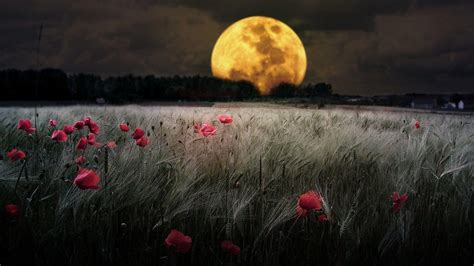 Flowers and Moon Wallpapers - Top Free Flowers and Moon Backgrounds ...