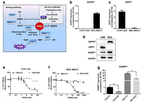 Overview of NAD biosynthesis pathway and genetic differences in NAD(H ...