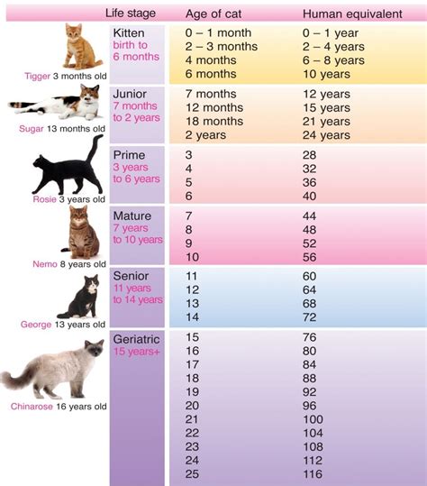 Cat Years to Human Years: How Old is My Cat? | The Dog People by Rover.com