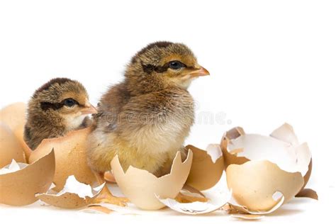 Little chickens stock image. Image of close, background - 112517715