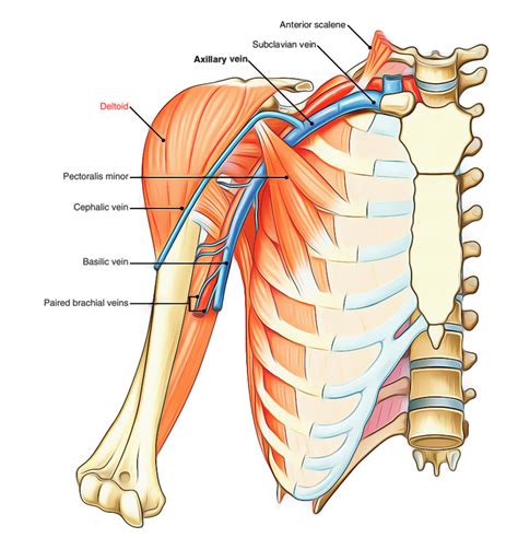 Easy Notes On 【Deltoid】Learn in Just 4 Minutes!