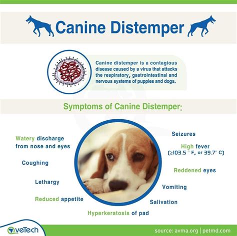 How To Cure Canine Distemper - Aimsnow7