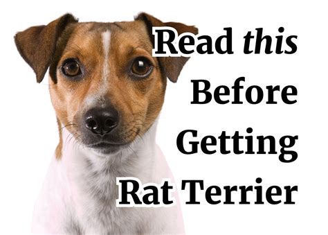 What You Should Know Before Adopting a Rat Terrier