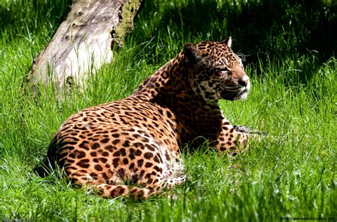 Real North American Forest Animals | Amazing Wallpapers