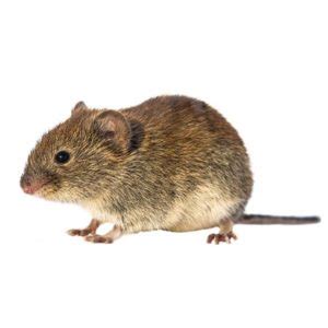 Vole Identification Library | Interstate Pest Management | Portland OR