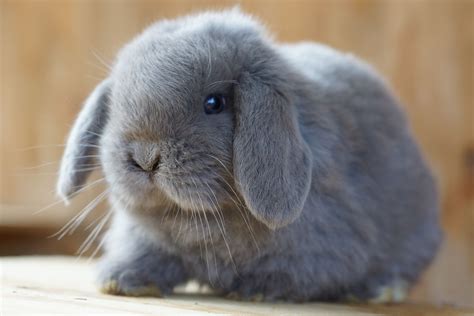 Blue holland lop bunny! | Lop bunnies, Mini lop, Mini lop bunnies