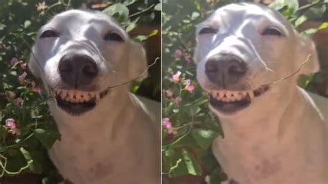 Adorable or creepy: Video of smiling dog divides Reddit | Trending ...