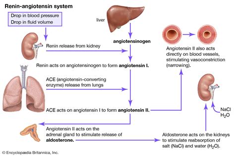 Renin-angiotensin system | Definition & Facts | Britannica