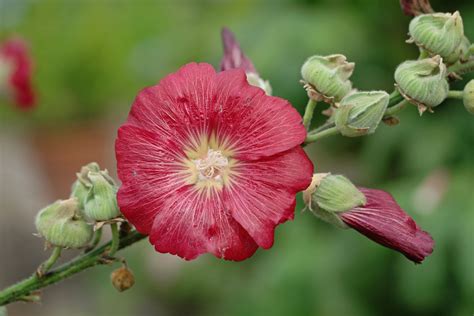 Alcea rosea