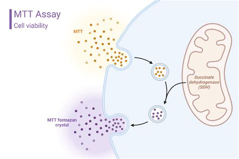 MTT Assay Principle | BioRender Science Templates