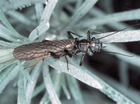 Stoneflies AIDGAP – Field Studies Council