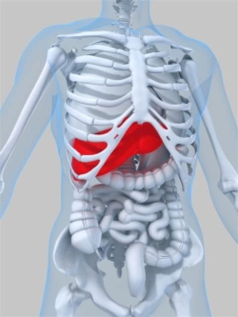 Bile Reflux | HubPages