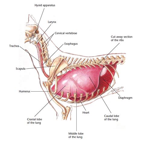 VetCheck