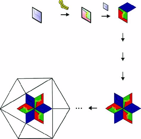 Model for the initiation of T ¼ 3 capsid assembly. A pair of chemically ...