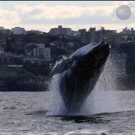 Spectacular video shows whales breaching off Bondi Beach