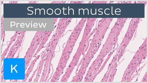 Smooth muscle: location and cells (preview) - Human Histology | Kenhub ...