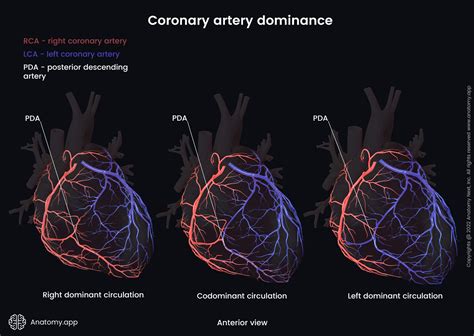 Left coronary artery | Encyclopedia | Anatomy.app | Learn anatomy | 3D ...