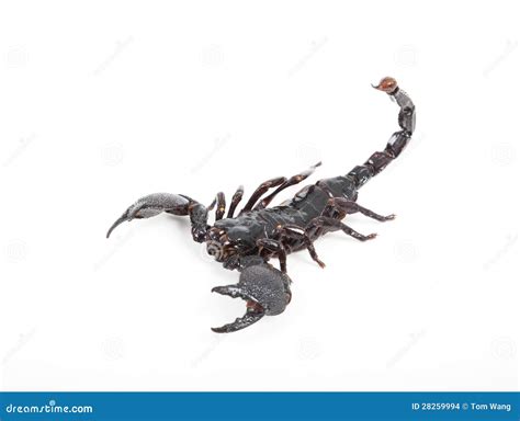 Close Up Of Black Scorpion Stock Images - Image: 28259994