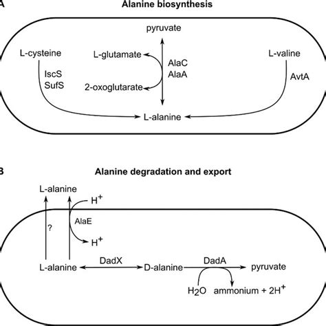 Figure S8. Key pathways in alanine metabolism. (A) Alanine biosynthesis ...