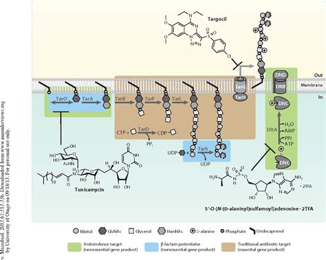 Figure 1 from Wall teichoic acids of gram-positive bacteria. | Semantic ...