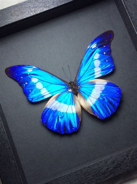 Morpho, rhetenor, helena, Blue Morpho Helena, extra large, rare, real ...