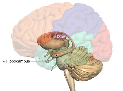 Six powerful strategies to learn anatomy more effectively