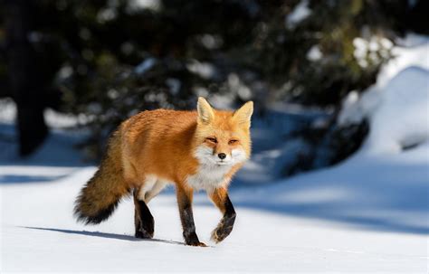 Red fox | Diet, Behavior, & Adaptations | Britannica