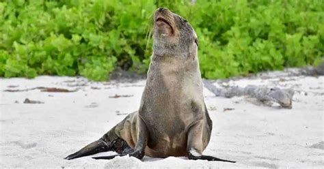 Sea Lion Behavior - AnimalBehaviorCorner