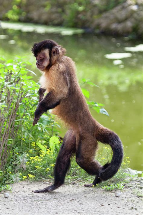 Capucin Monkey Walking Upright, Sapajus Apella, Cebus Apella, Zoo ...