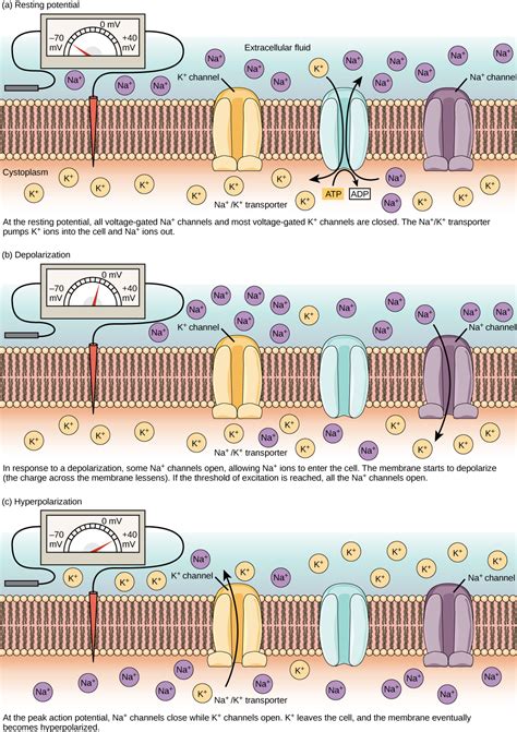 16.2 How Neurons Communicate – Concepts of Biology