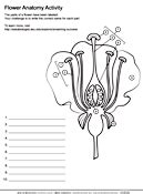 Flower Anatomy Worksheet | ASU - Ask A Biologist