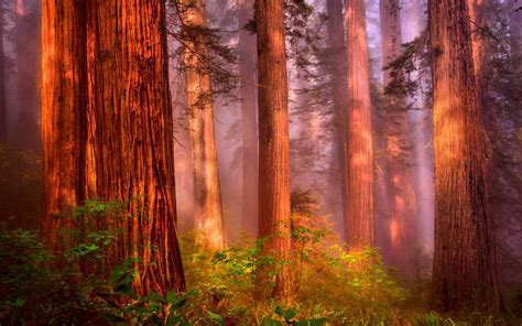 Redwood Desktop Wallpapers - Top Free Redwood Desktop Backgrounds ...