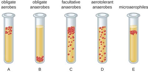 Atmospheric Requirements for Microbial Growth | Microbiology