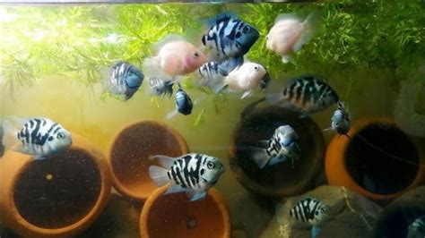 Polar Blue Parrot Cichlid: Your Guide to These Unique Fish - Aquarium ...