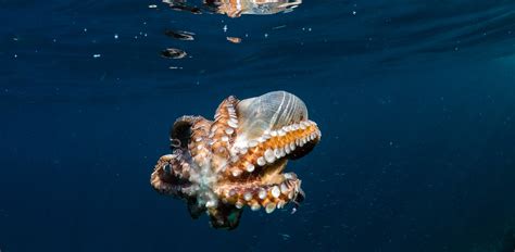 What Eats Octopus? Top 12 Octopus Predators