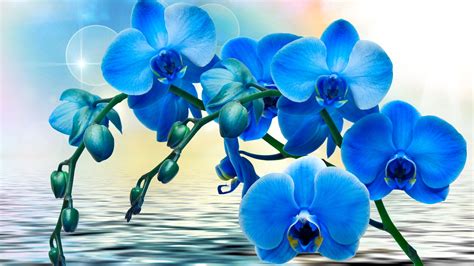 Orchids, blue flowers, phalaenopsis, water wallpaper | flowers ...