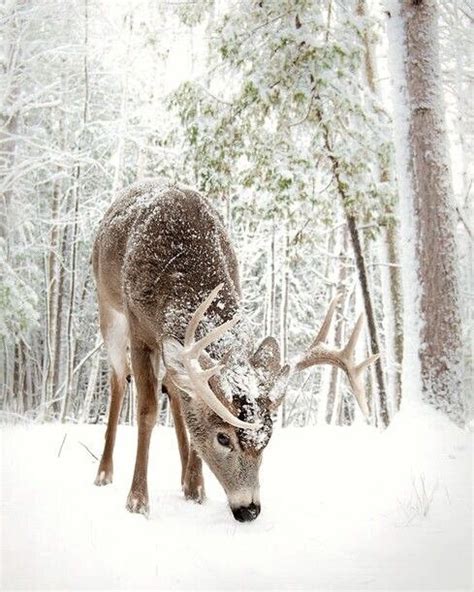 christmas, lovely, reindeer, snow, winter - image #3837762 by marine21 ...